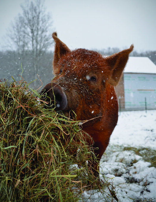 Do Pigs Get Cold? How to Overwinter Your Pigs Grit